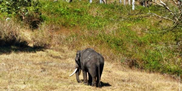 elephant-sauvage