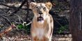 lion_gir_inde