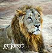 Lion en Inde