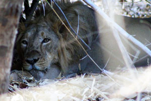 Faune gujarat